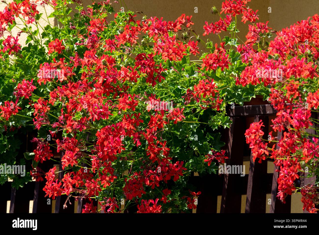 Fleurs rouges de Ivy Geranium Pelargonium peltatum sur une clôture en bois sombre dans un jardin d'été Banque D'Images