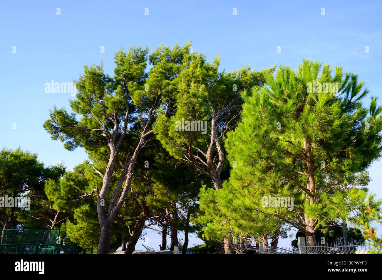 Branches de pin vert atteignant le ciel lumineux d'été. Concept de préservation de l'environnement, beauté naturelle de la forêt, et l'air frais dans un paysage Banque D'Images