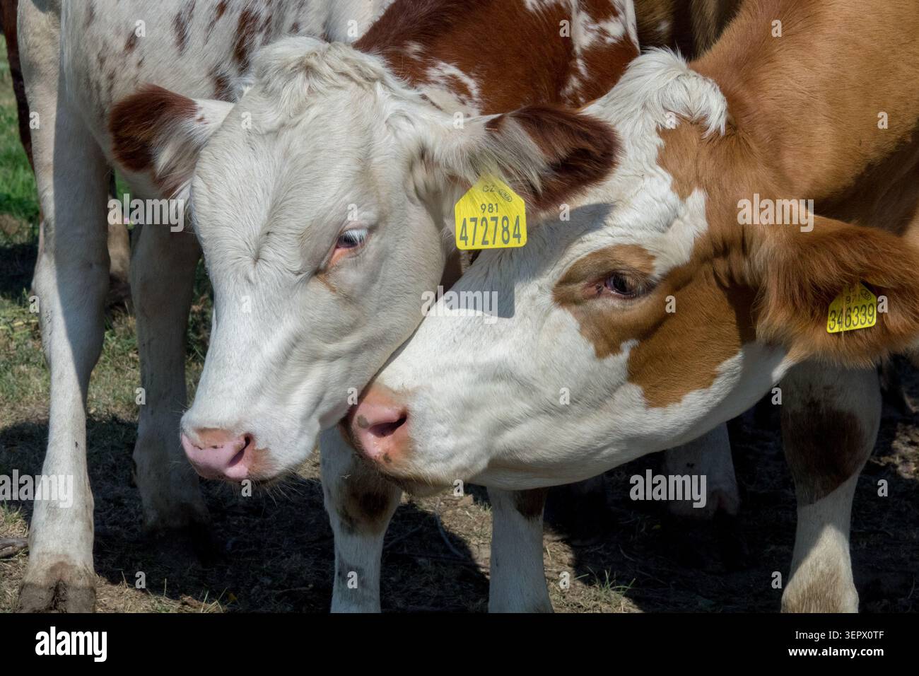 Détail de deux jeunes génisses de bovins tchèques de Fleckvieh Bos primigenius F. taurus avec une vache à étiquette jaune Banque D'Images