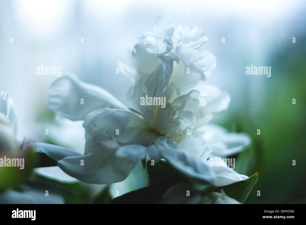 Gros plan de pivoines blanches Banque D'Images