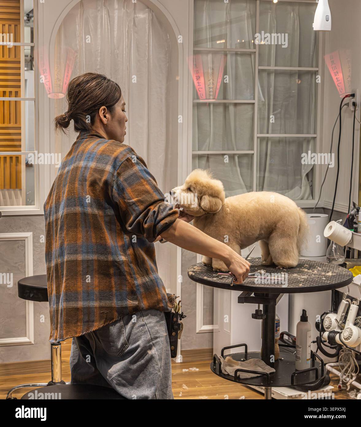 Un toiletteur professionnel coupe les poils d'un caniche toy abricot lors d'un rendez-vous de toilettage dans un salon à Tokyo, au Japon. Banque D'Images