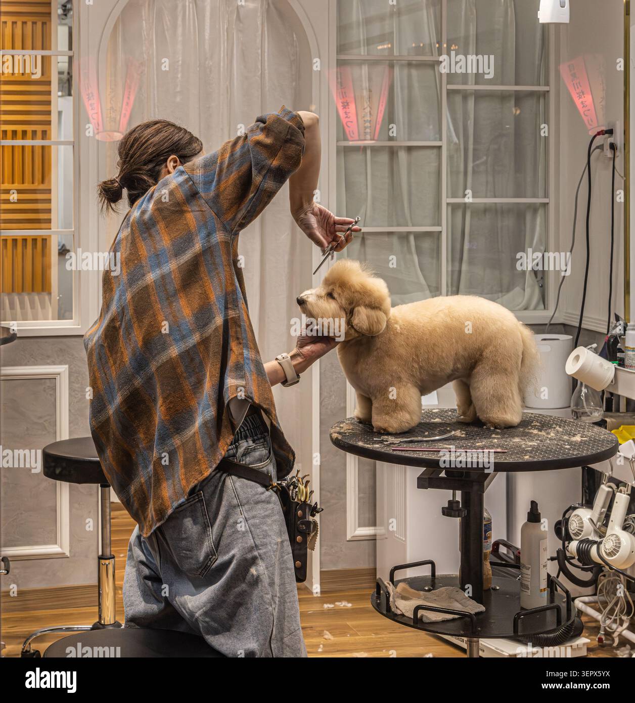 Un groomer taille soigneusement le visage et la tête d'un caniche toy abricot sur une table de salon à Tokyo, au Japon. Banque D'Images