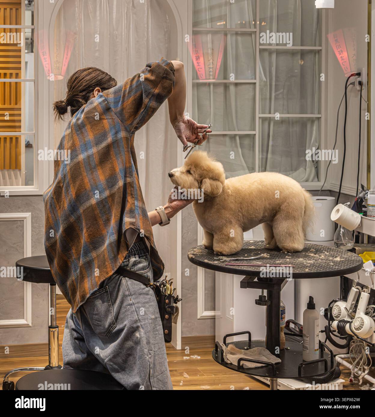 Un toiletteur professionnel façonne le pelage arrondi d'un caniche toy abricot lors d'une séance de toilettage en salon à Tokyo, Japon. Banque D'Images