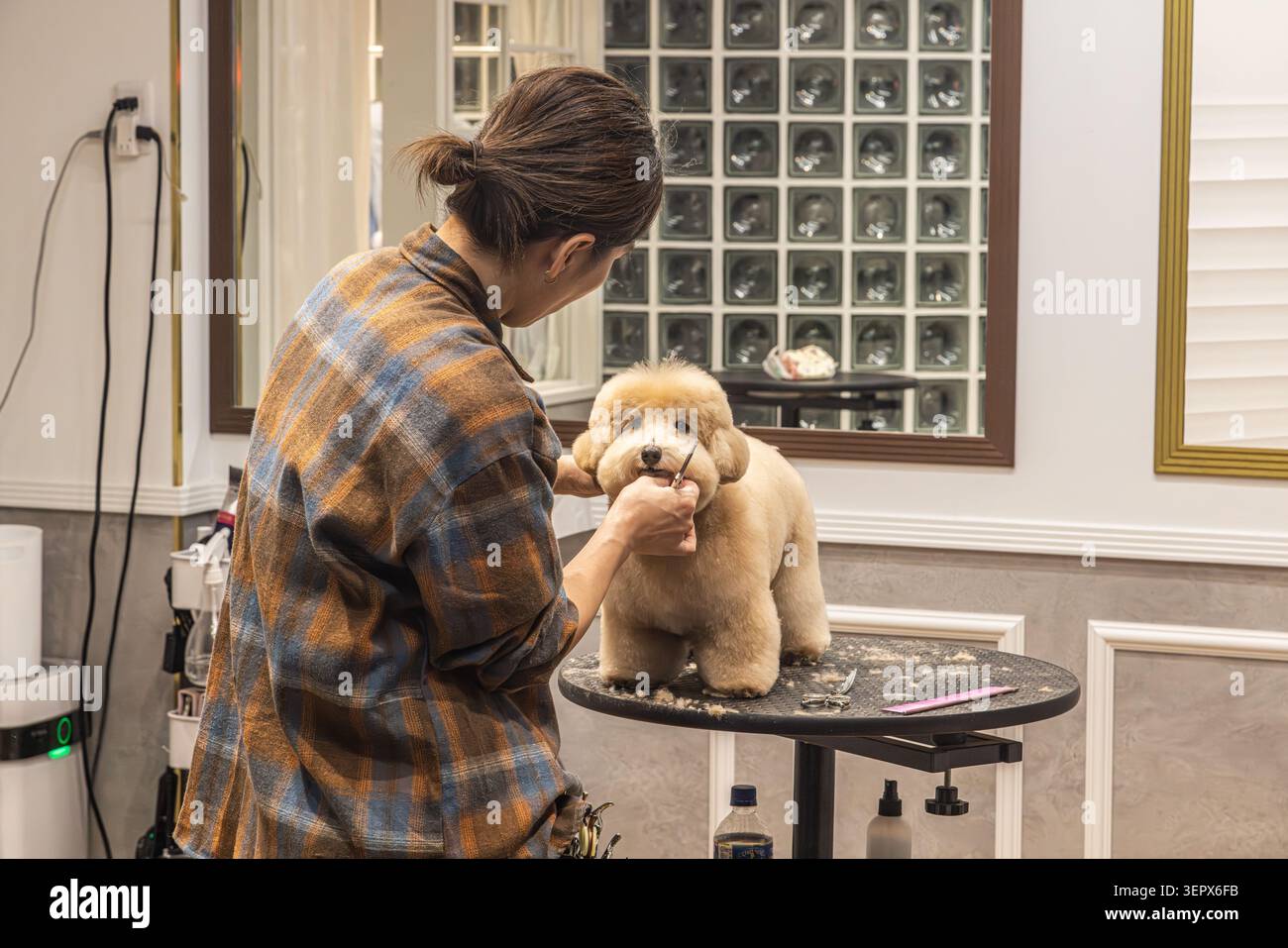 Le groomer façonne le visage d'un caniche toy sur une table de salon lors du toilettage professionnel des animaux à Tokyo, Japon. Banque D'Images