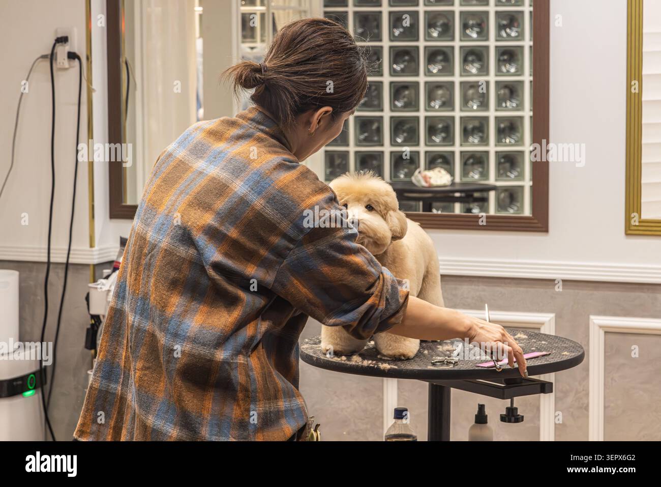 Un toiletteur professionnel coupe le pelage d'un caniche toy sur une table de toilettage dans un salon pour animaux à Tokyo, au Japon. Banque D'Images
