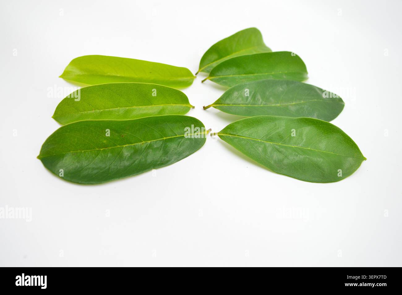 Collection de feuilles de soursol tropicales vertes fraîches isolées sur un fond blanc, avec des textures botaniques naturelles et un feuillage luxuriant Banque D'Images