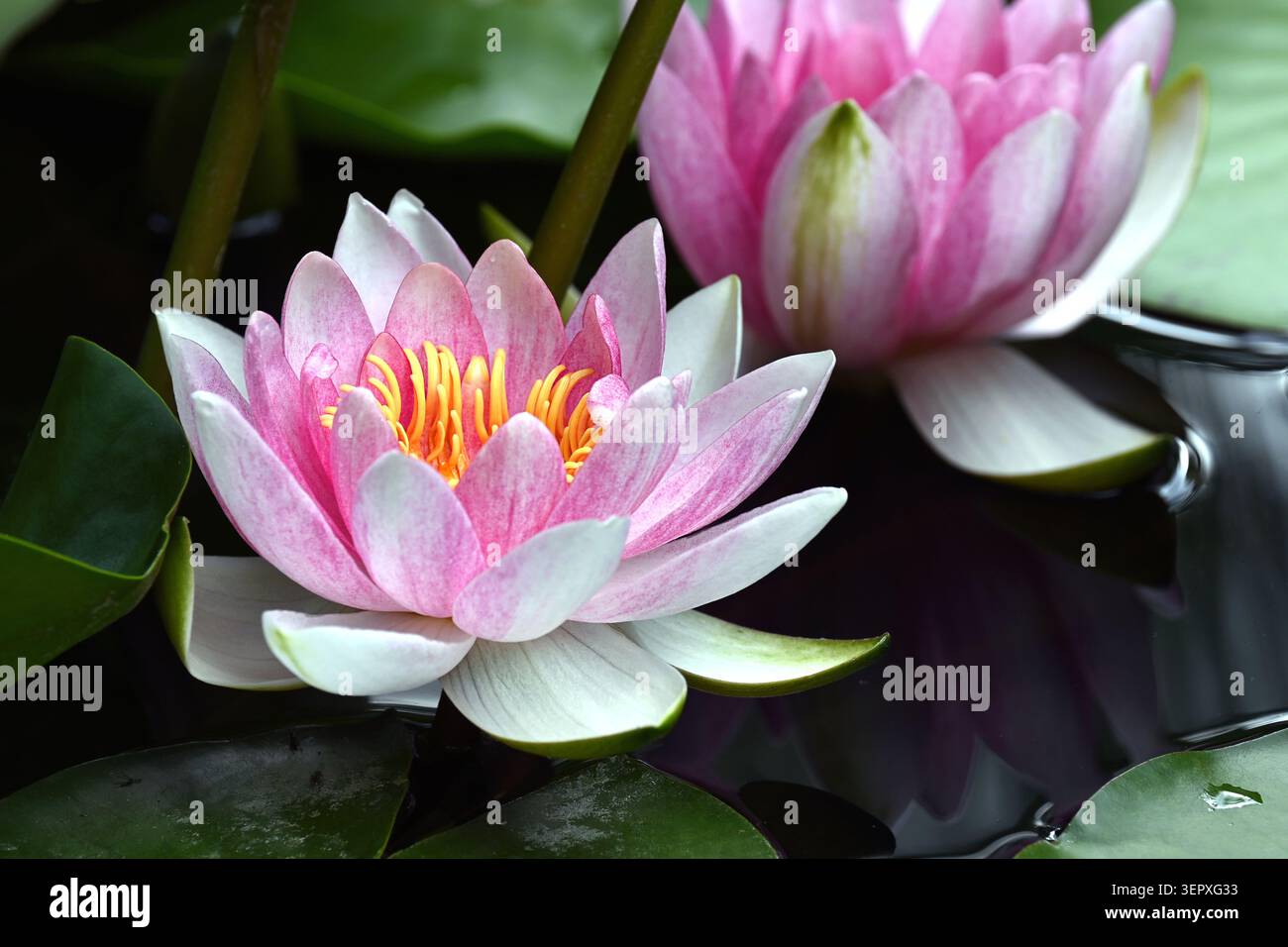 Gros plan de belles fleurs de nénuphars roses fleurissant sereinement sur un petit étang Banque D'Images