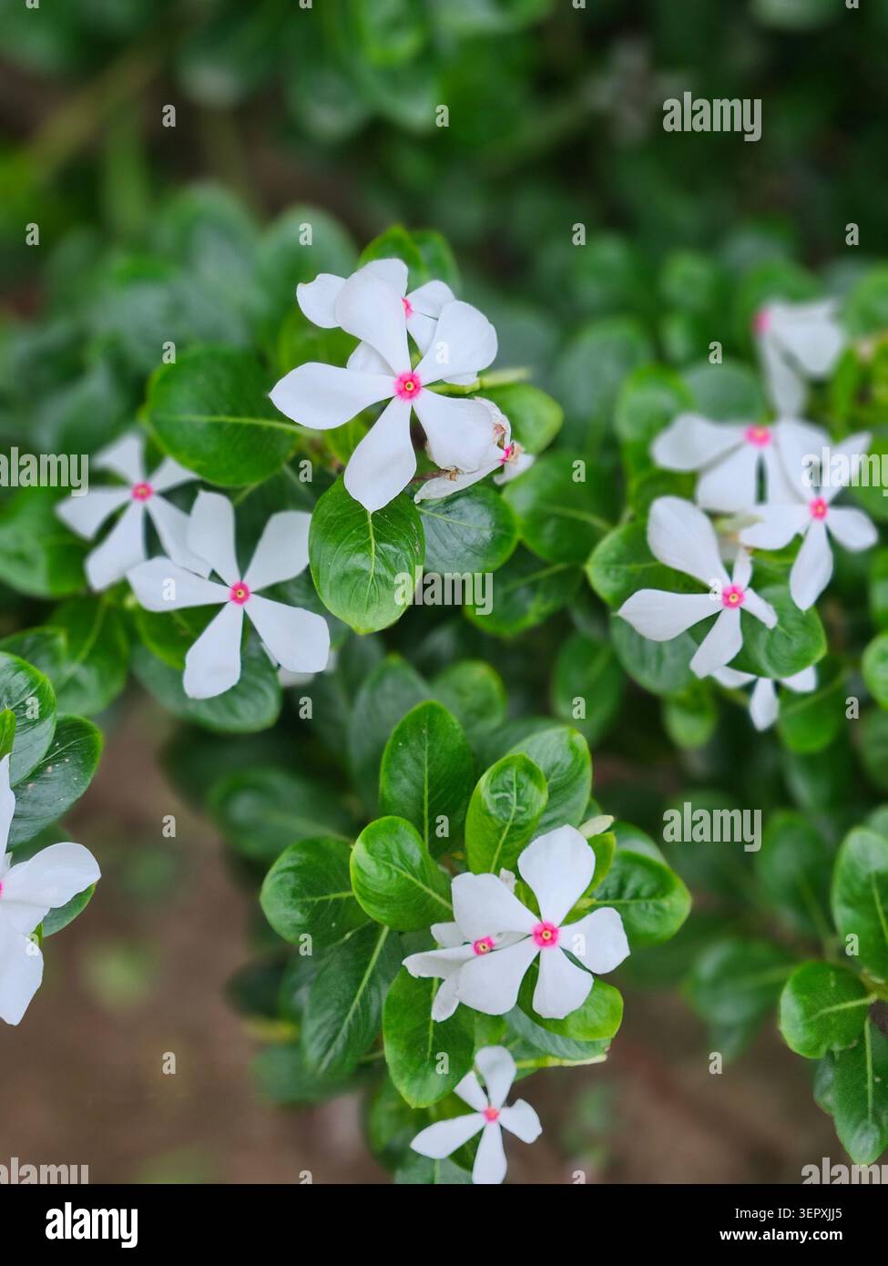 Belles fleurs blanches de pervenche de Madagascar fleurissant parmi les feuilles vertes vibrantes, capturées à la lumière du jour dans un environnement de jardin. - Image de stock capturée avec un smartphone