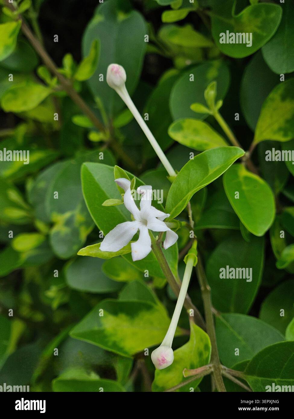 Vue rapprochée d'une fleur blanche en forme d'étoile avec des bourgeons en développement entourés d'un feuillage vert sain dans un jardin naturel. - Image de stock capturée avec un smartphone
