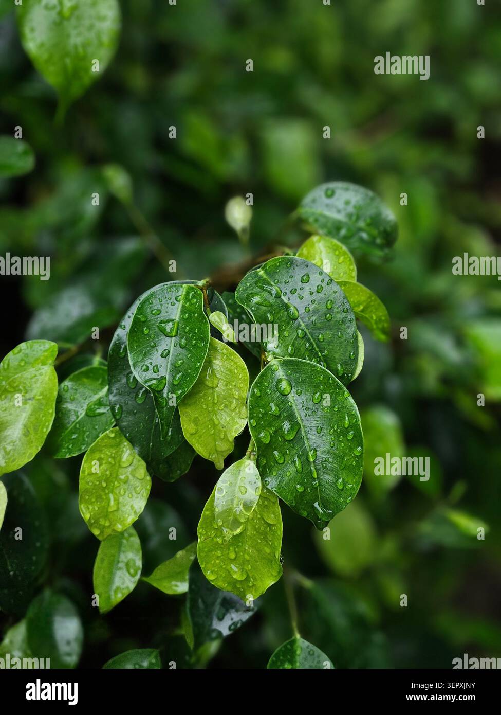 Gros plan de feuilles vertes fraîches recouvertes de gouttelettes de pluie étincelantes après la pluie, mettant en valeur la fraîcheur naturelle et la beauté de la mousson. - Image de stock capturée avec un smartphone