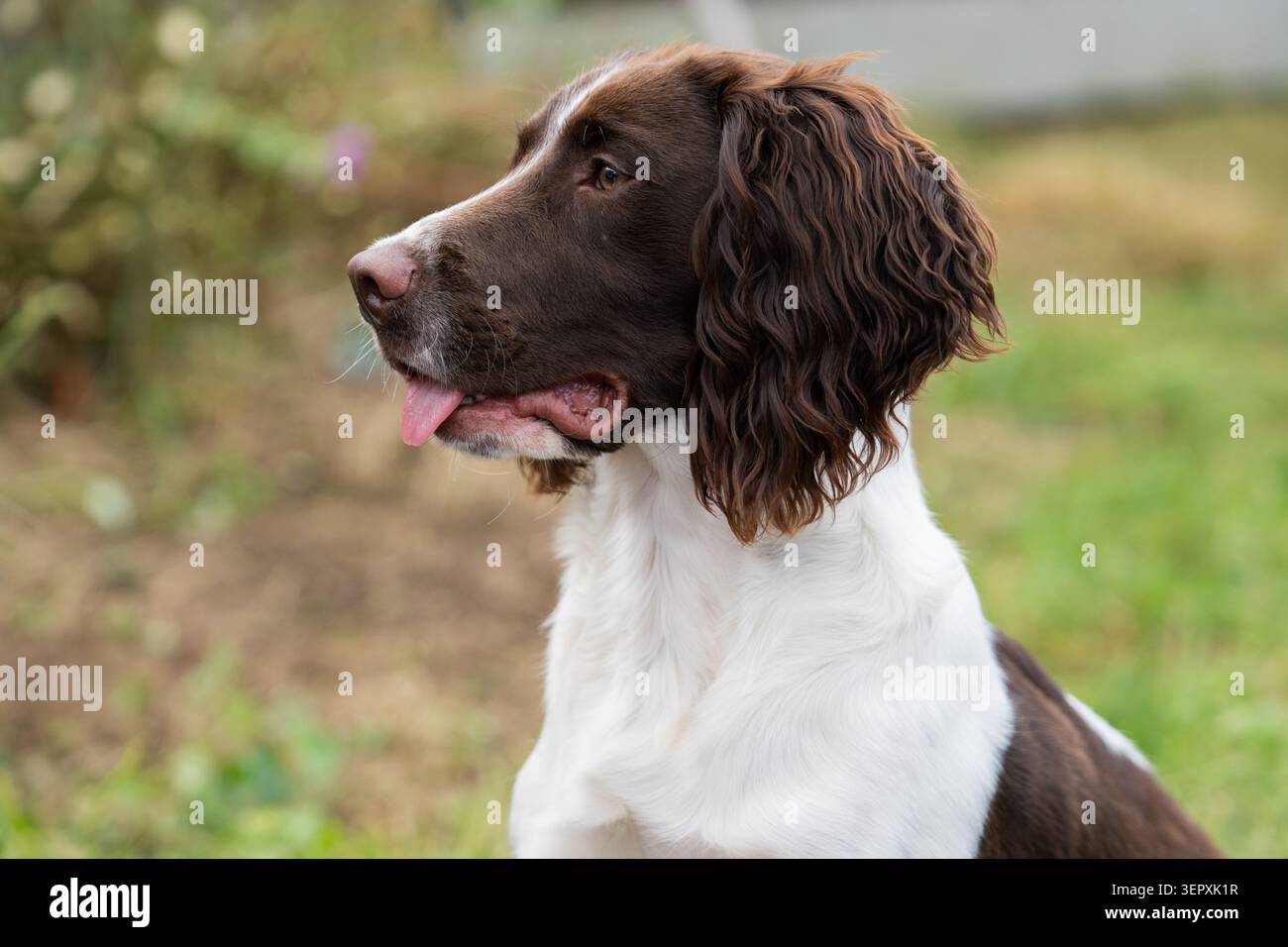 Portrait d'un Springer Spaniel Dog anglais regardant sur le côté pendant que le samedi dehors un jour de printemps Banque D'Images