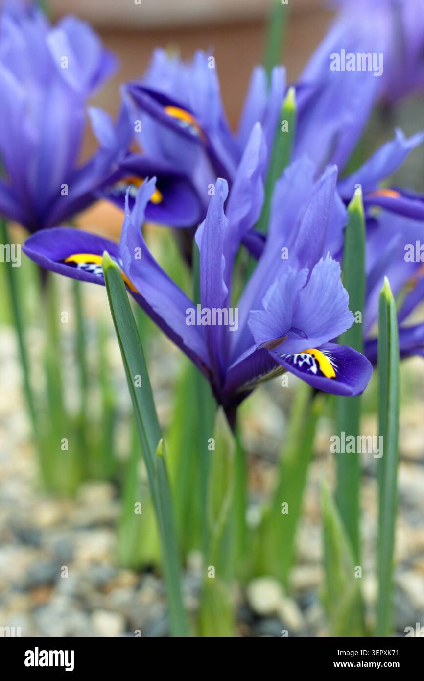 Iris reticulata 'Harmony'. Fleur d'iris naine dans un récipient recouvert de gravier. Banque D'Images