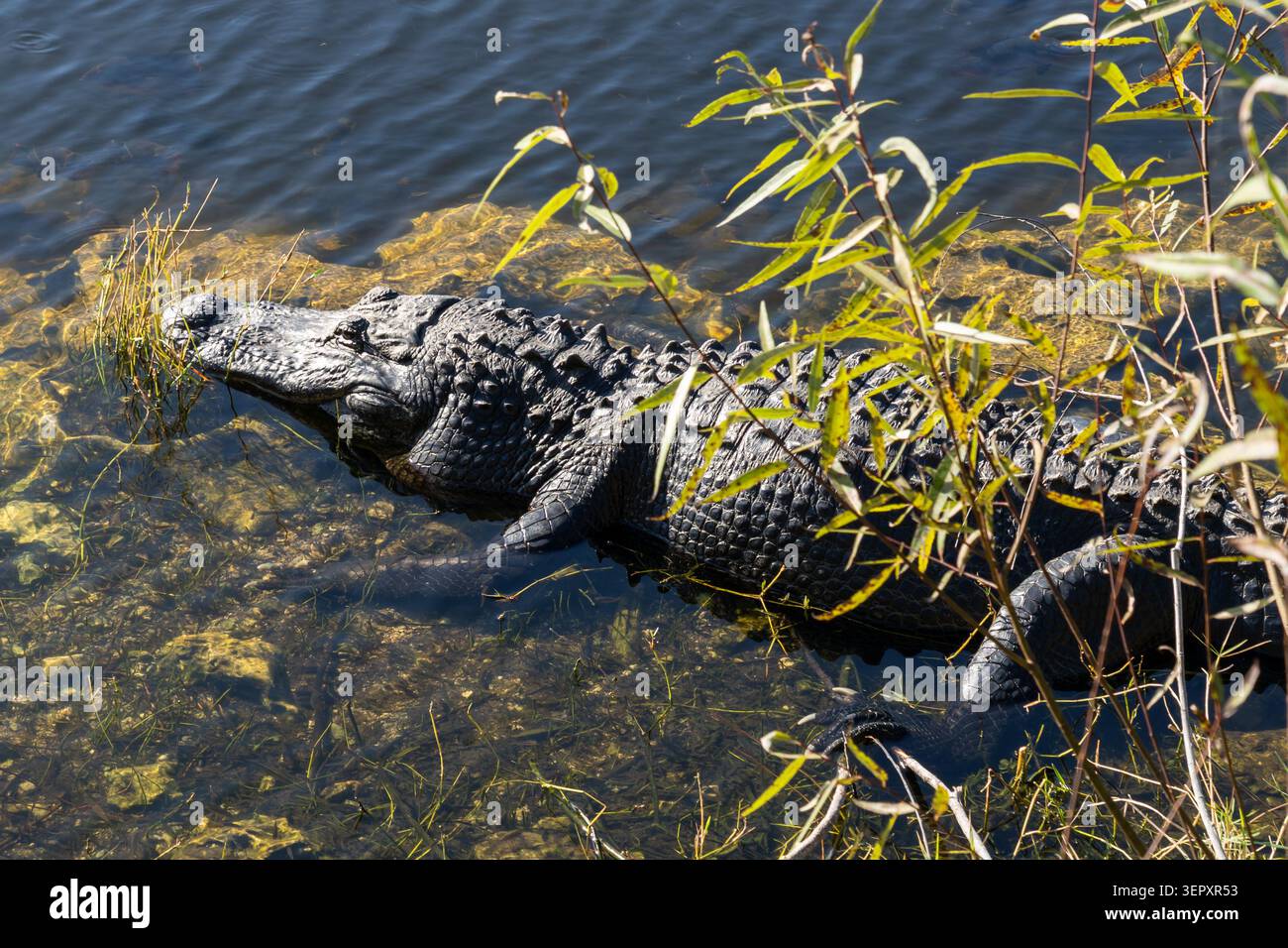 Un alligator américain (Alligator mississippiensis) dans le marais du parc national des Everglades en Floride, États-Unis. Banque D'Images