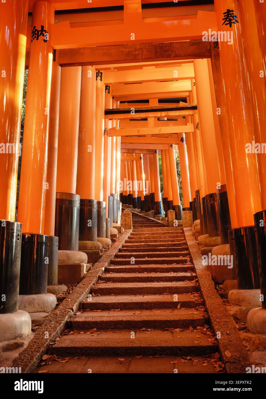 Vue mouvante regardant tout droit vers le haut d'un couloir dense de portes vermillon torii vibrantes au sanctuaire Fushimi Inari, Kyoto, Japon Banque D'Images