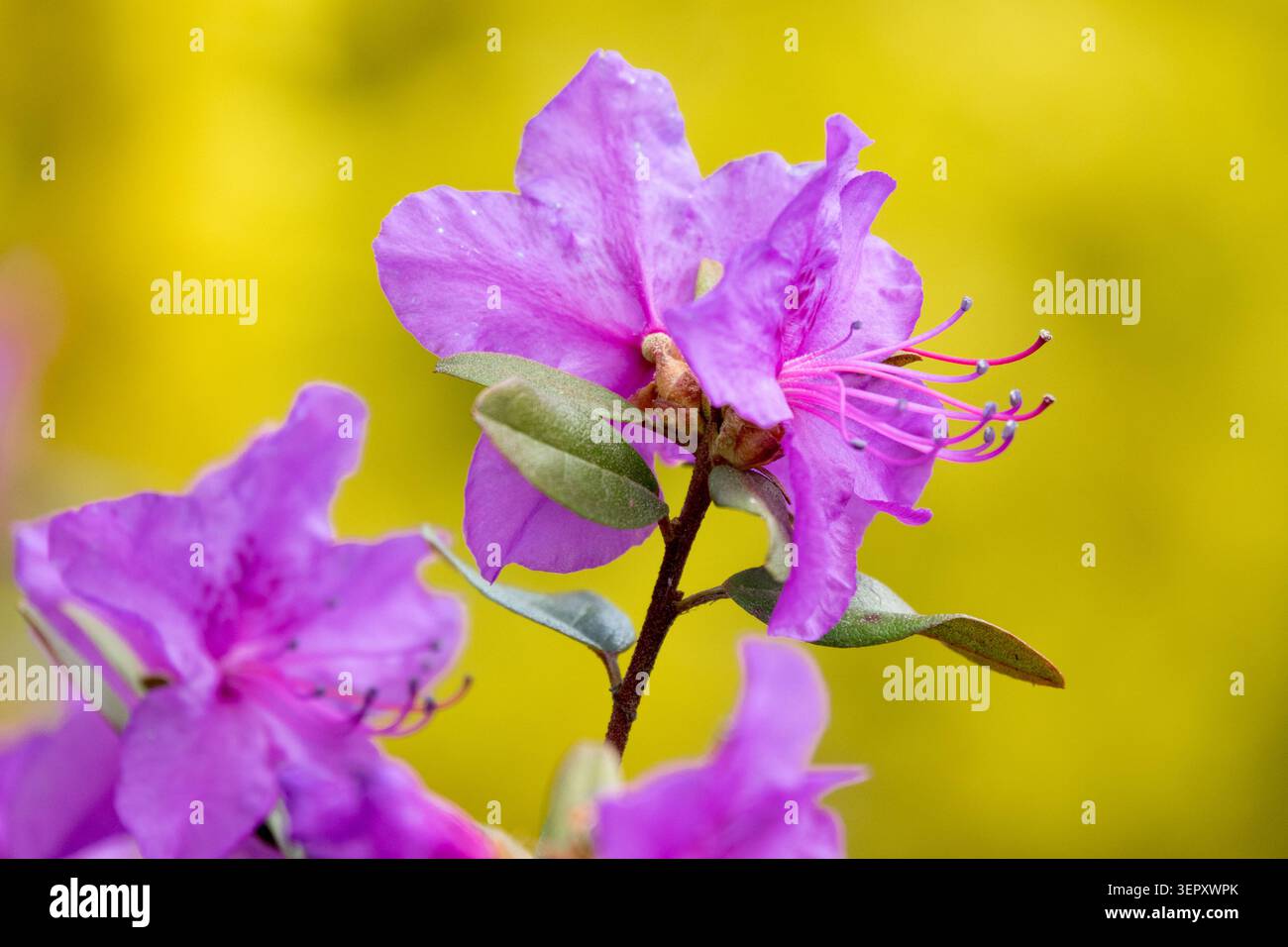 Détail de fleur violette de Rhododendron Daurien, Rhododendron dauricum sur un fond jaune flou dans un jardin de printemps Banque D'Images