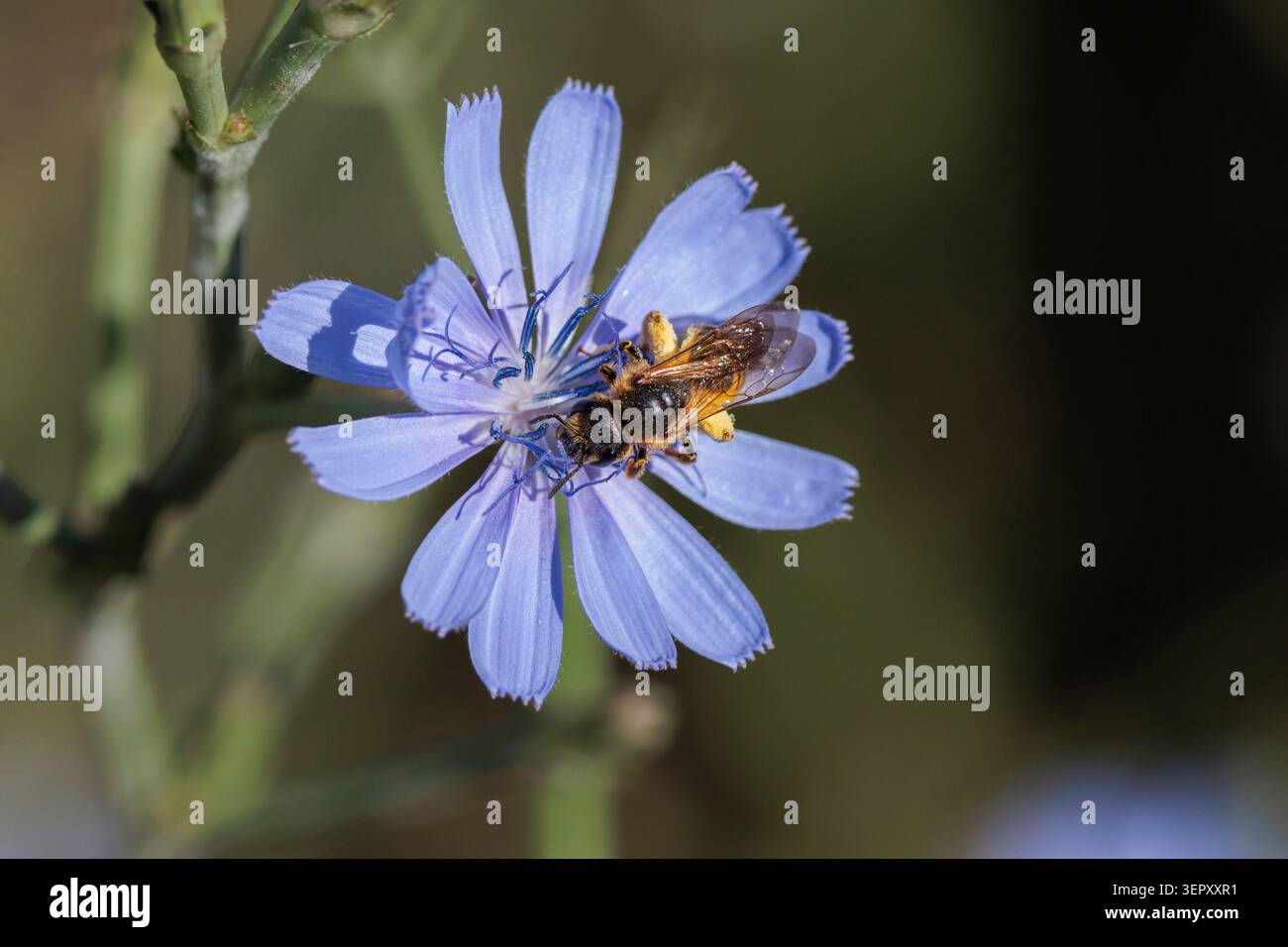 Abeille sauvage pollinisant une fleur de chicorée, Beniarres, Espagne Banque D'Images