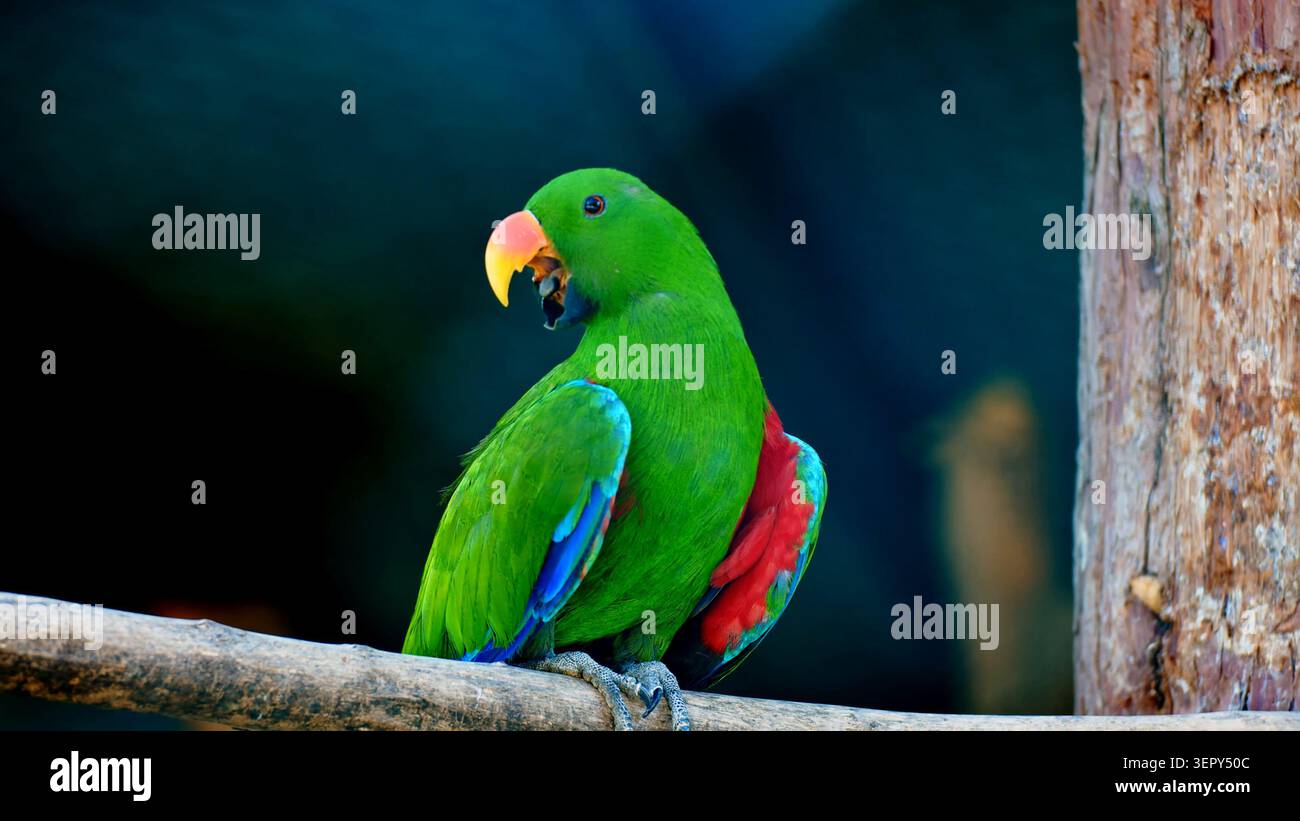Perroquet Eclectus mâle vibrant perché sur une branche d'arbre Banque D'Images