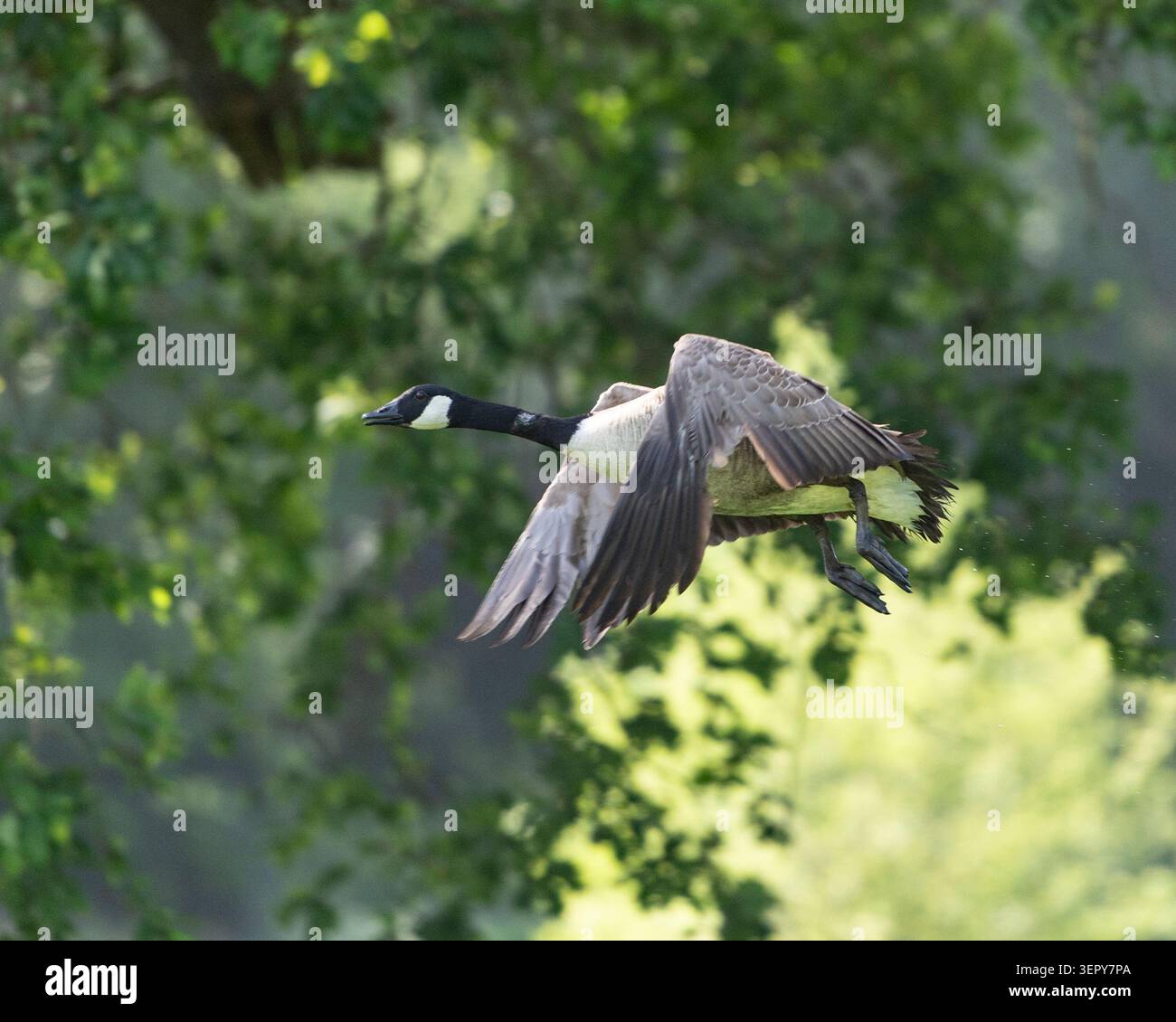 Canada Goose en vol Banque D'Images