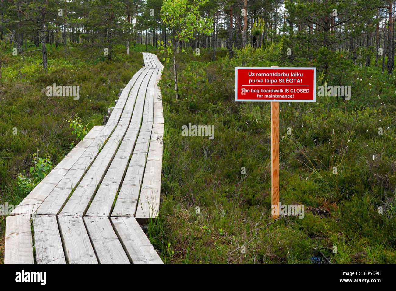 Promenade en bois à travers la tourbière Dunika en Lettonie avec un panneau d'avertissement informant les visiteurs que le sentier naturel est fermé pour entretien Banque D'Images