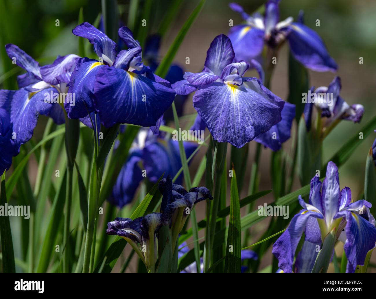 Un bosquet d'iris japonais dans un parc public Banque D'Images