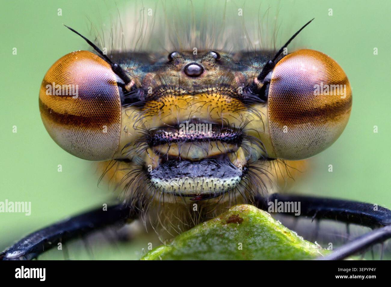 Grand Damselfly rouge (Pyrrhosoma nymphula) gros plan. Tipperary, Irlande Banque D'Images
