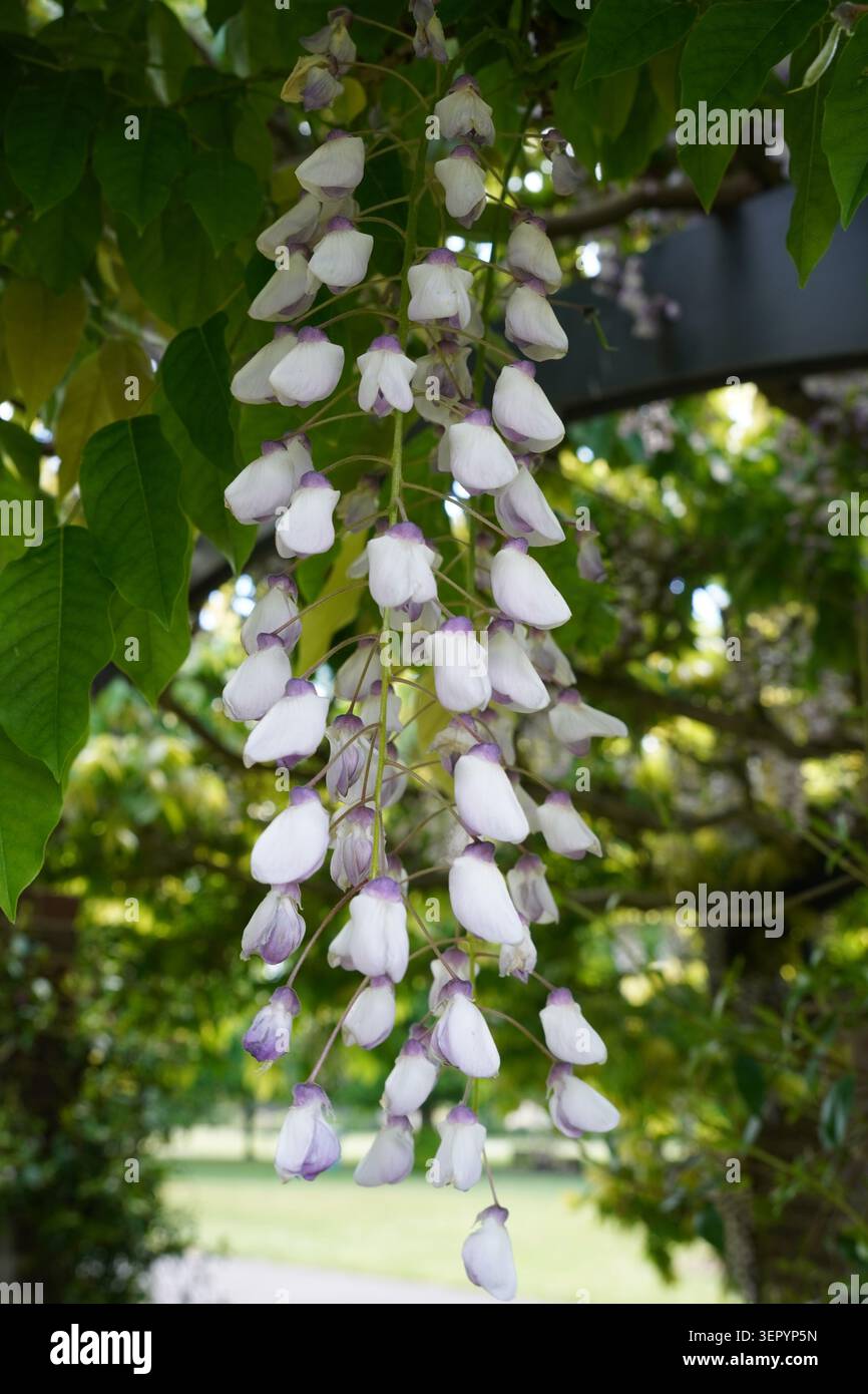 fleurs de wisteria en cascade à la fin du printemps, au début de l'été. belles fleurs Banque D'Images