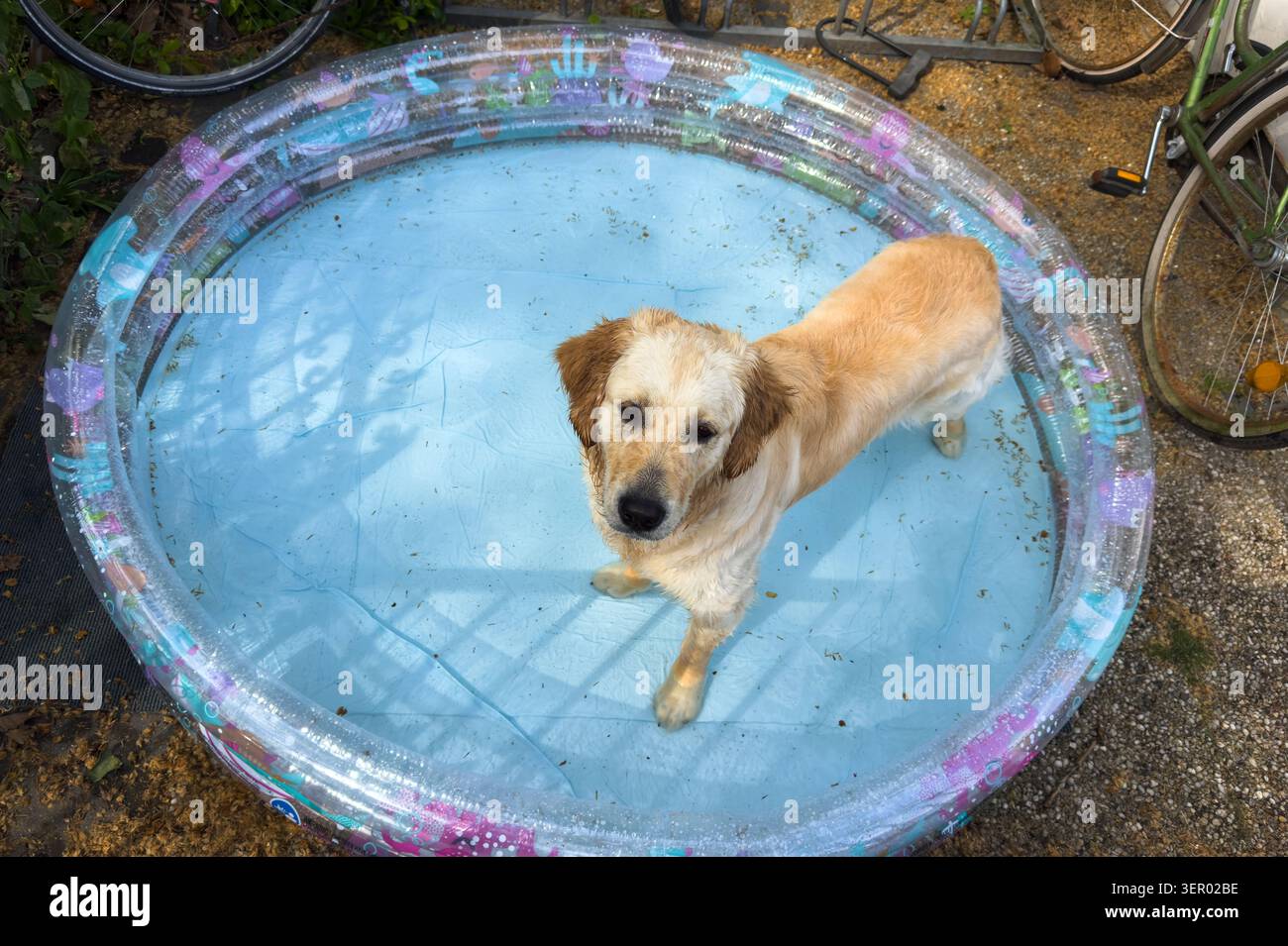 02.05.2026, Allemagne, Brême, Brême - Un Golden Retriever de bonne humeur se rafraîchit dans la piscine devant un immeuble. 00A260502D008CAROEX.JPG Banque D'Images