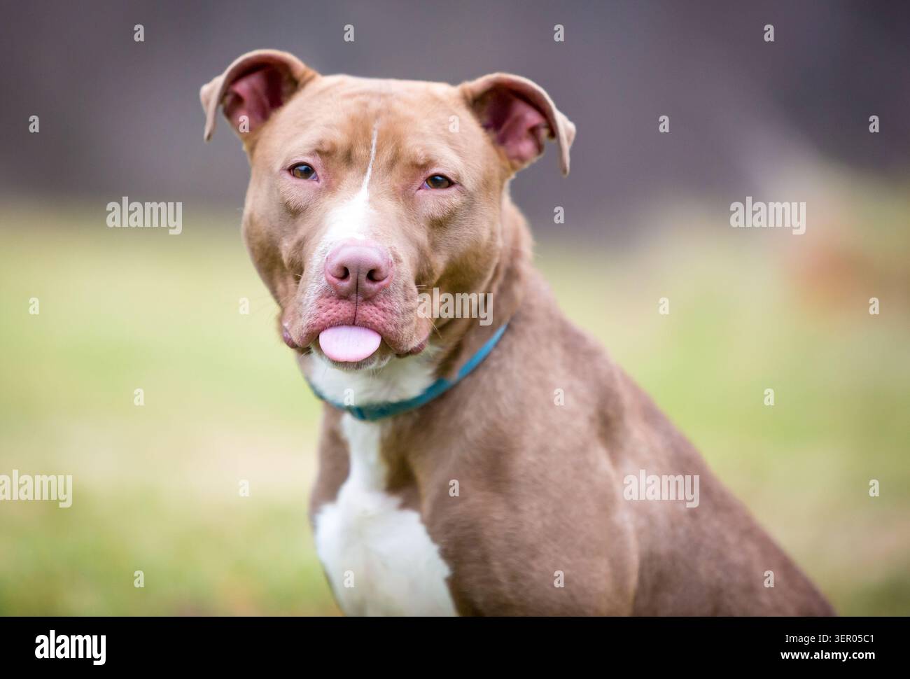 Chien de race mixte Pit Bull Terrier brun et blanc qui sort la langue Banque D'Images