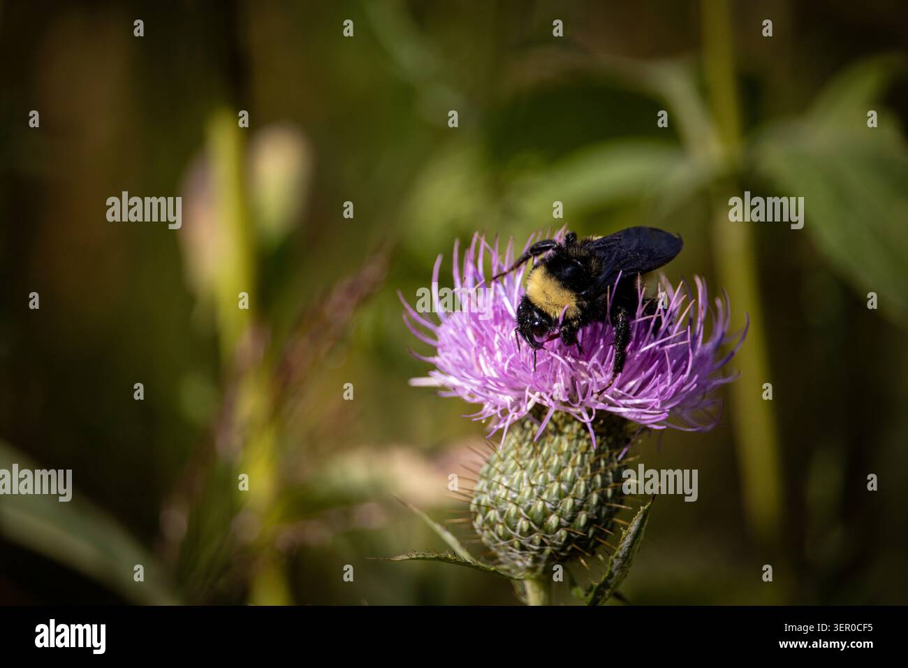 Un bourdon s'enterre joyeusement dans un chardon violet alors qu'il chasse au nectar dans une source du Kansas. Banque D'Images