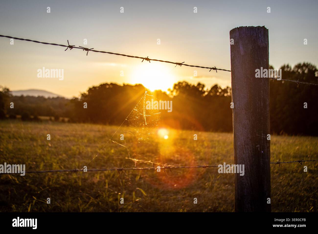 Un coucher de soleil tombe sur une toile d'araignée enjambant une clôture de bétail en fil de fer barbelé dans l'ombre des Blue Ridge Mountains à l'extérieur de Charlottesville, en Virginie. Banque D'Images