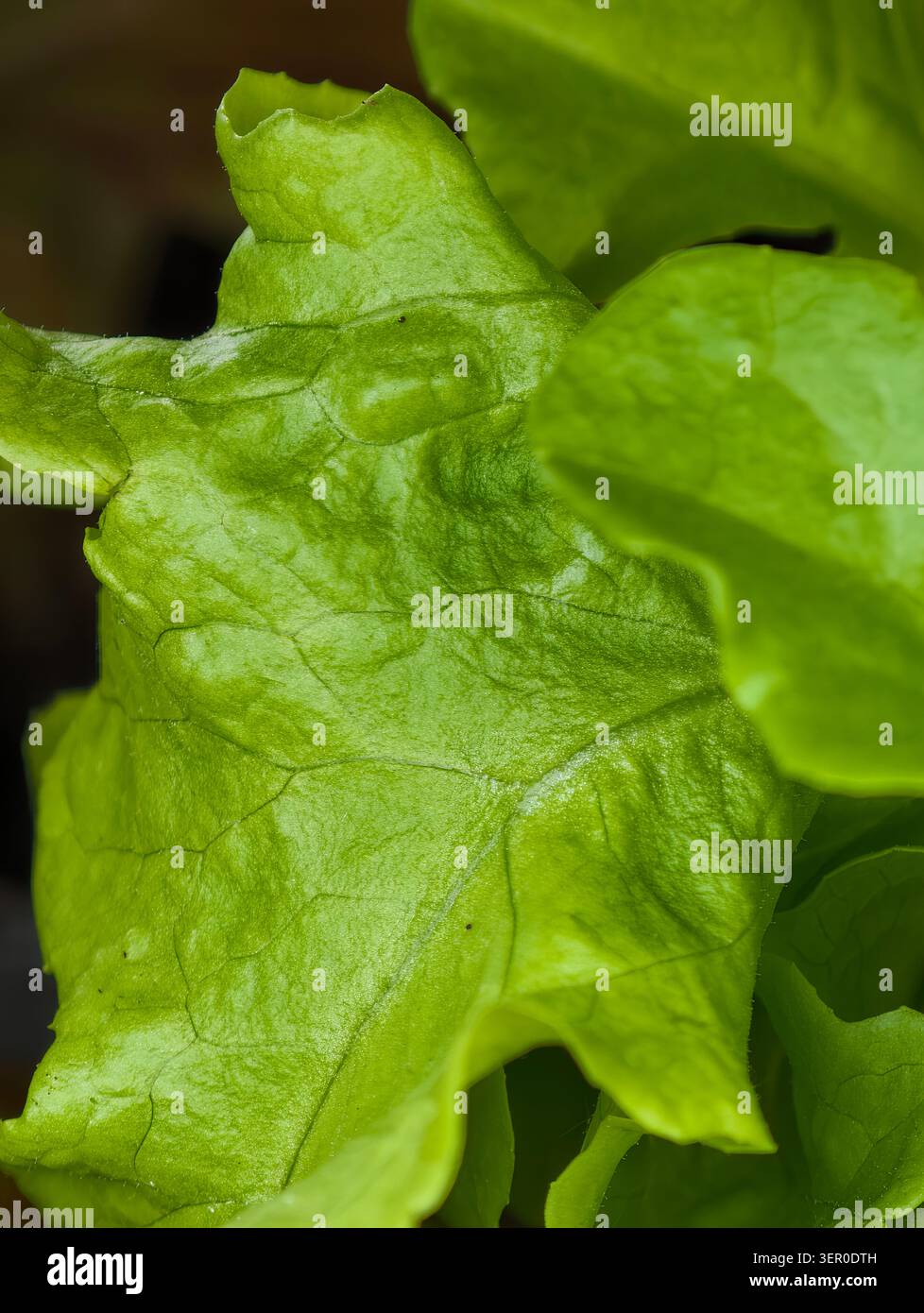 Vue macro d'une seule feuille de laitue verte croquante montrant des veines délicates, des bords froissés et une texture superficielle subtile. Une lumière naturelle douce met en valeur le t Banque D'Images
