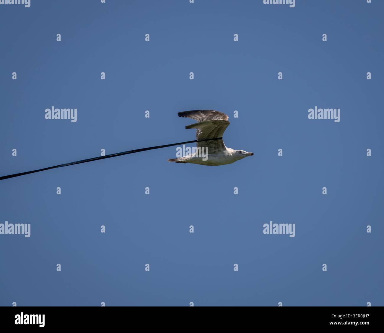 Mouette à tête noire en vol avec des déchets abandonnés accrochés à son aile illustrant les effets de la pollution sur les oiseaux sauvages Banque D'Images