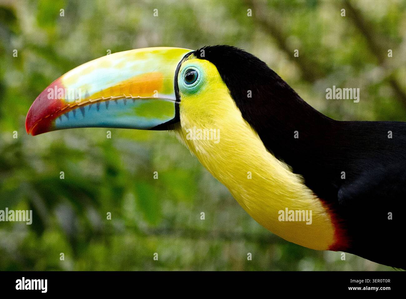 Toucan à quille EN gros plan Banque D'Images