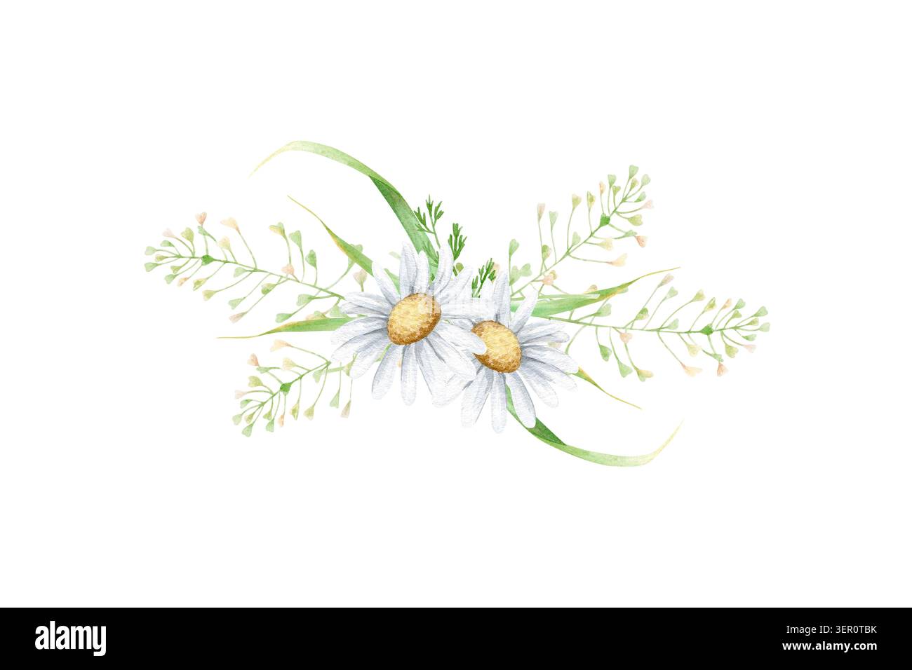 Bouquet délicat avec marguerites blanches et illustration isolée d'aquarelle d'herbe sauvage. Clipart floral dessiné à la main pour invitations de mariage, cartes de voeux Banque D'Images