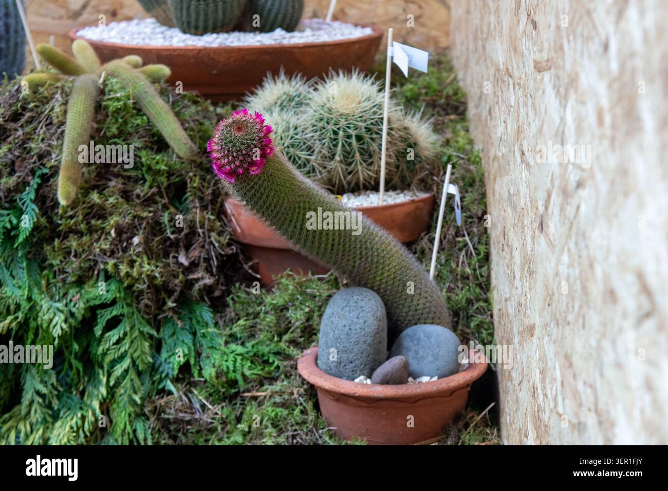 Une fascinante photographie rapprochée d'un spécimen de Mammillaria cactus, mettant en valeur son habitude de croissance inhabituelle et incurvée et une couronne de fleurs roses éclatantes Banque D'Images