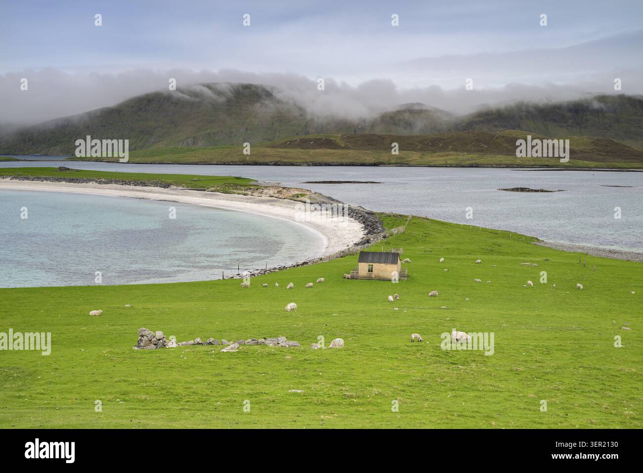 Moutons sur des pâturages verts au-dessus de la baie de sable de Minn Beach, continentale, îles Shetland, Écosse, Grande-Bretagne Banque D'Images