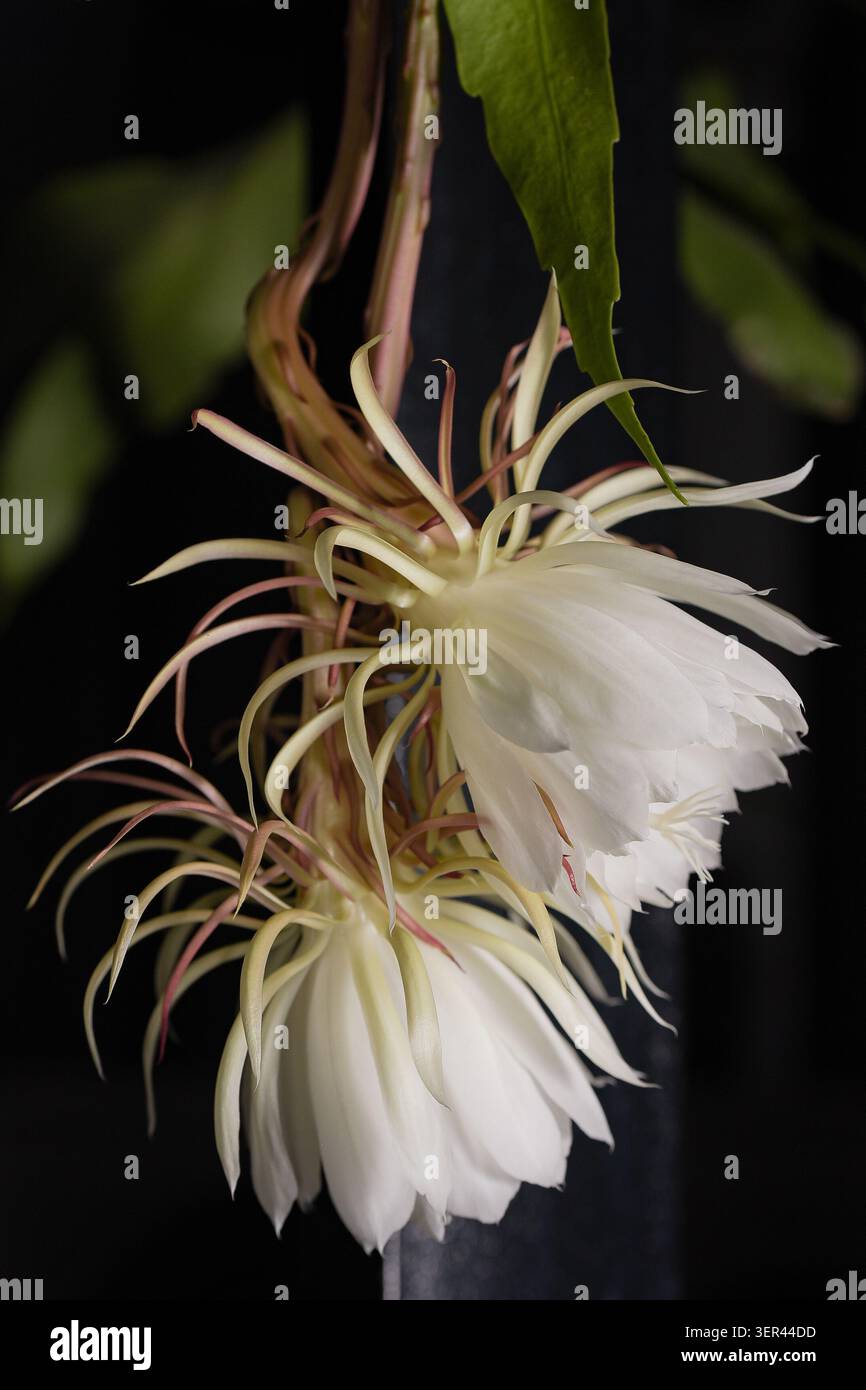 Princesse de la vue latérale de la fleur de nuit, fleurs de cactus d'orchidée blanche ouverte nocturne avec des feuilles vertes, Epiphyllum oxypetalum sur fond sombre. Banque D'Images