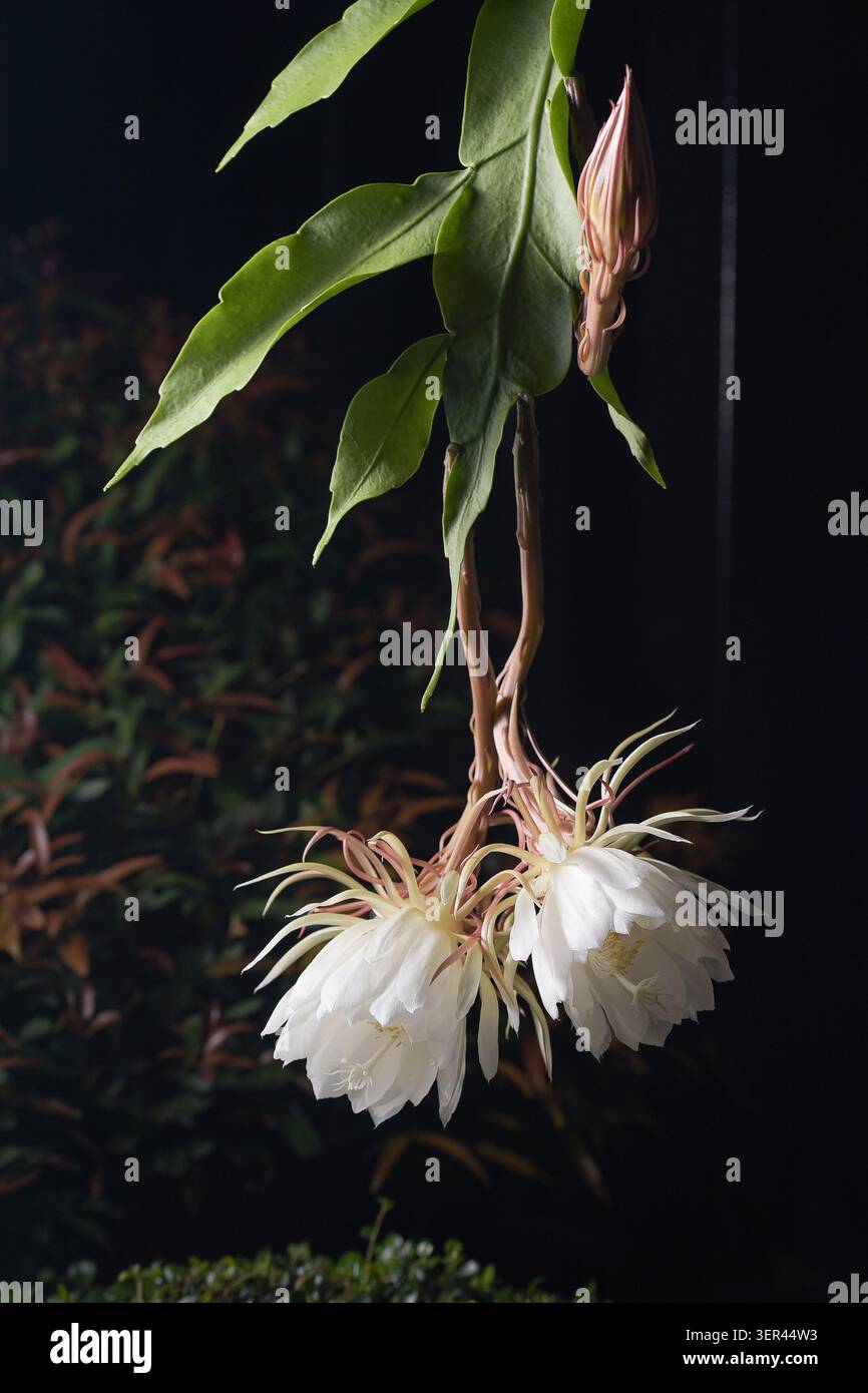 Branche de cactus orchidée princesse de la nuit avec des fleurs blanches jumelles en fleur rare et un seul bourgeon rose fermé, portrait vertical d'Epiphyllum oxypetalum. Banque D'Images