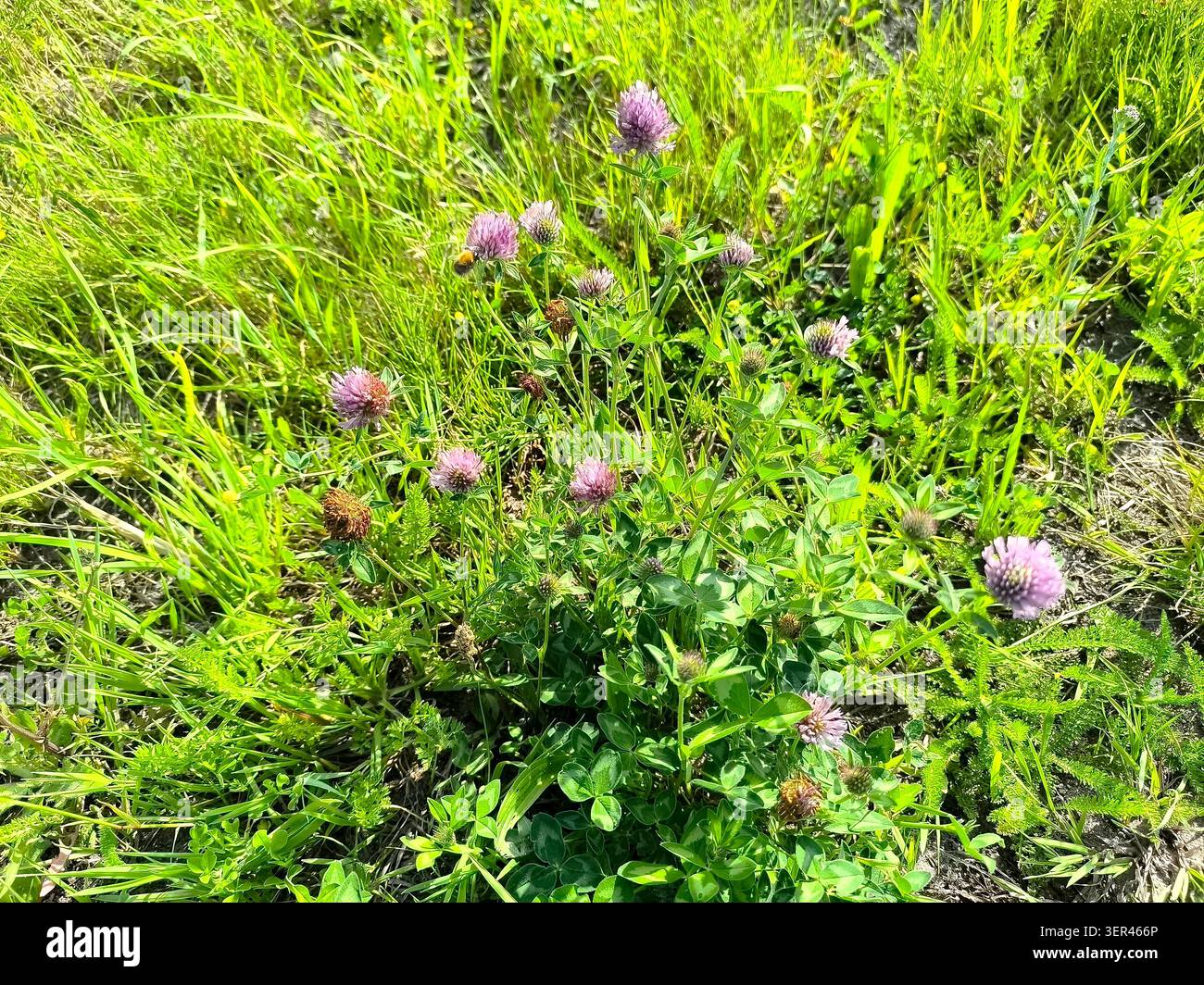 Trèfle rouge, nom latin Trifolium pratense Banque D'Images
