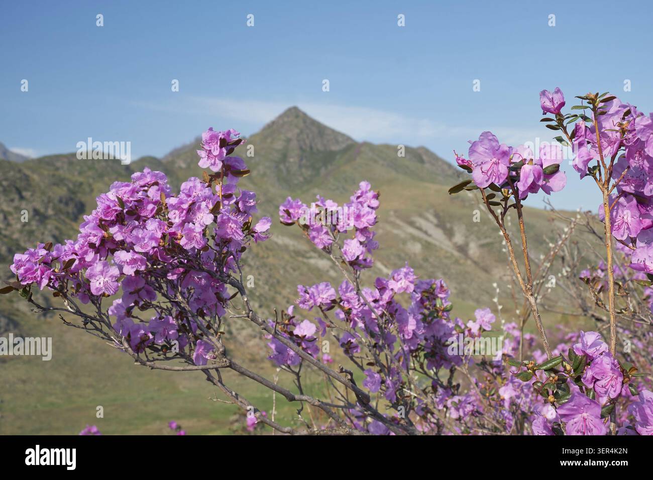 Fleurs de Rhododendron dauricum (noms populaires bagulnik, maralnik) avec fond de pentes de montagne et ciel bleu Banque D'Images