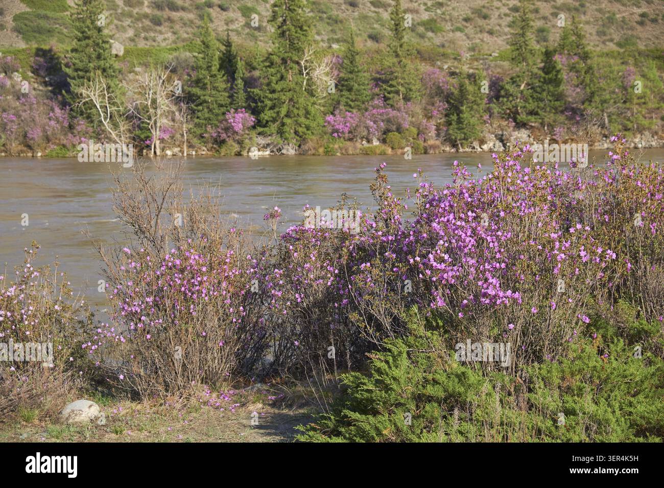 Rhododendron dauricum buissons avec des fleurs (noms populaires bagulnik, maralnik) près de la rivière Katun de l'Altaï Banque D'Images