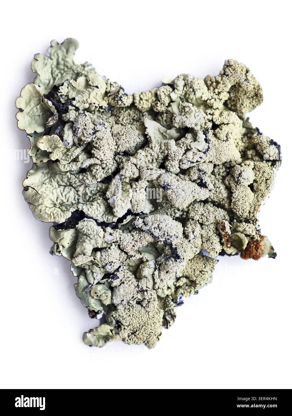Lichen foliaire Flavoparmelia caperata ou lichen greenshield commun. Pousse sur l'écorce des arbres Banque D'Images