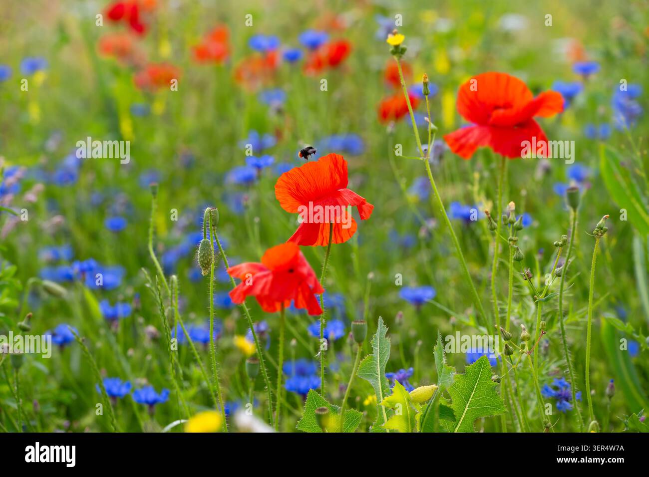Bourdon (Bombus) pollinisant dans une prairie de fleurs sauvages avec des pavots à maïs (Papaver rhoeas) et des bleuets (Centaurea cyanus) au début de l'été. Banque D'Images