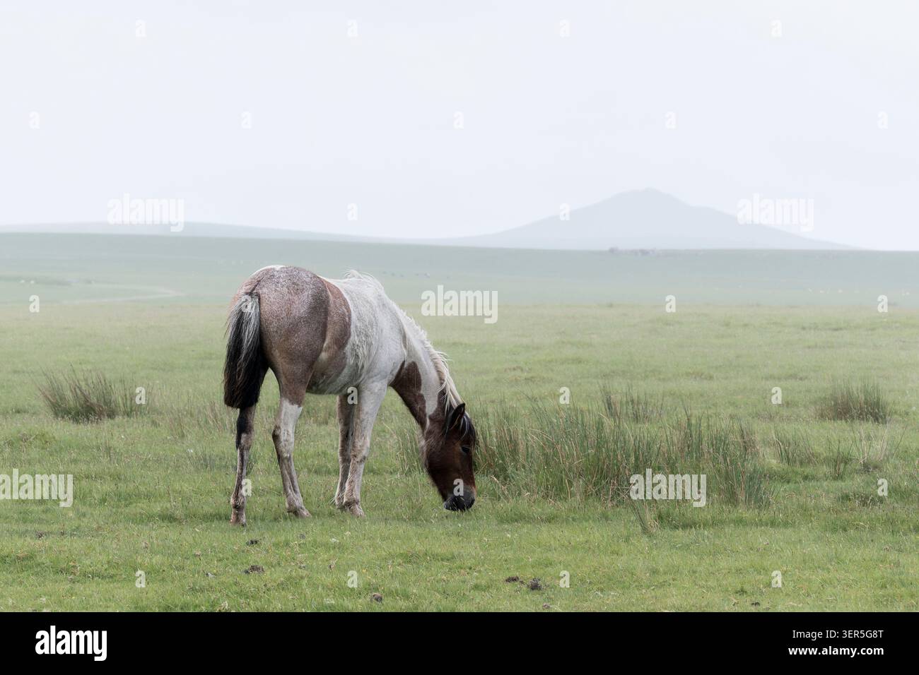Un poney Bodmin sauvage broutant avec un brun Willy Bronn Wennili brun brun brun en arrière-plan sur Bodmin Moor en Cornouailles au Royaume-Uni. Banque D'Images