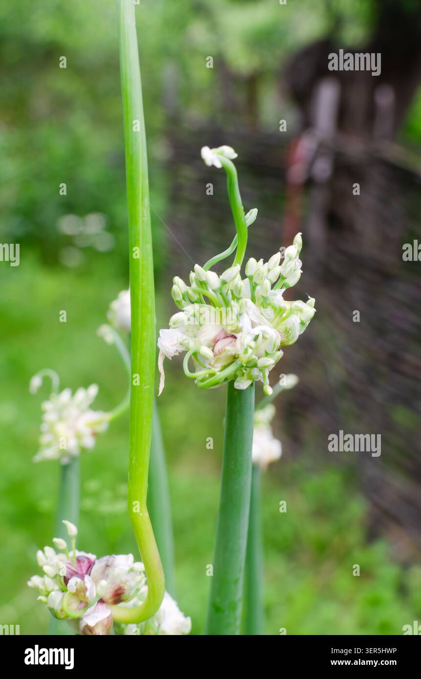 Gros plan d'une plante de pois poussant dans le jardin. Les grandes tiges vertes forment des tubercules et des bourgeons floraux, symbolisant le mode unique de reproduction de la plante. V Banque D'Images