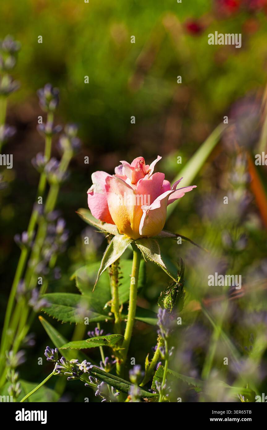 Une vue rapprochée d'un seul bouton de rose avec des pétales roses et jaunes doux se déployant, entouré de tiges de lavande floues et de feuillage vert Banque D'Images