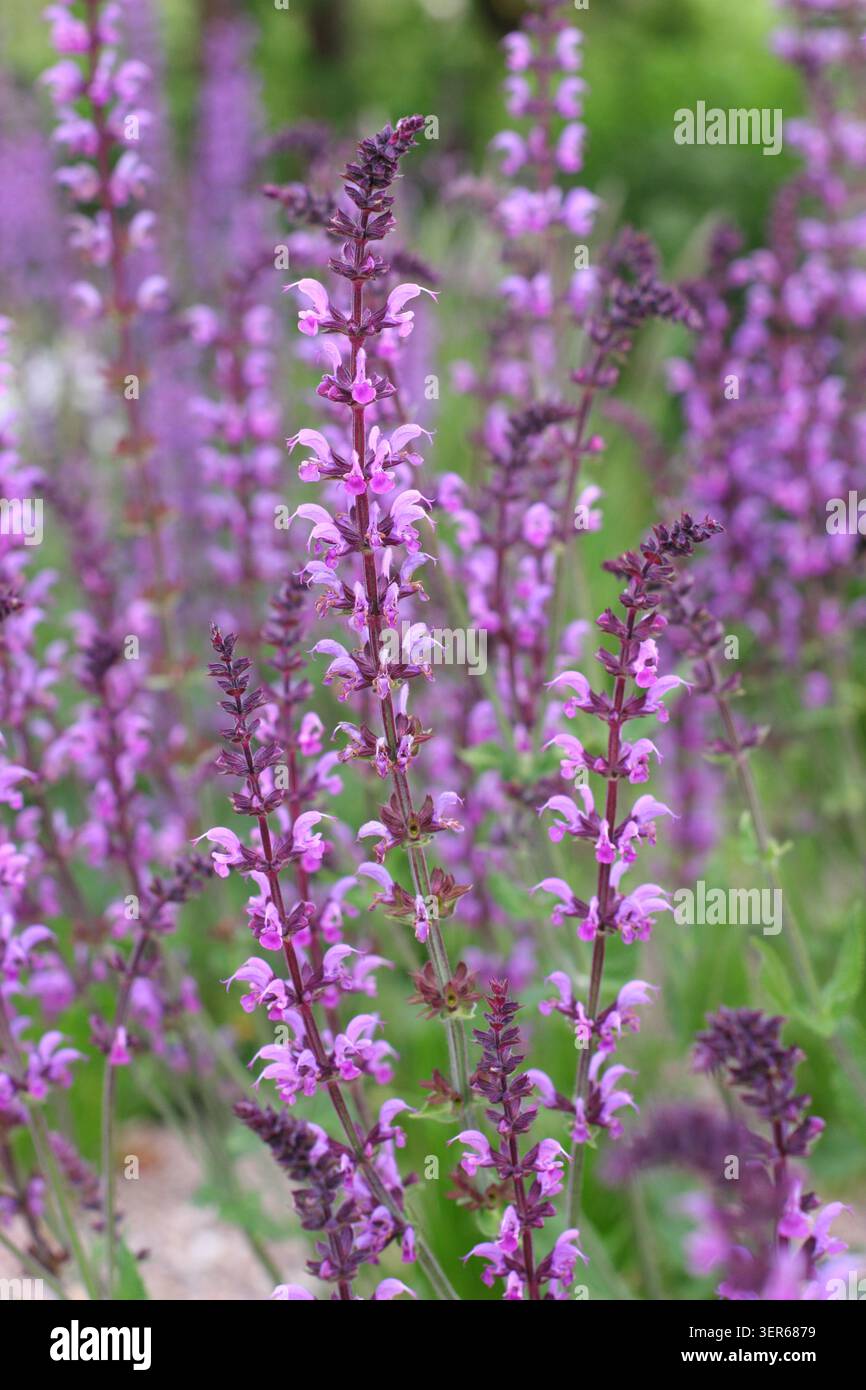 Salvia Seranade. Salvias. Épis floraux rose foncé de Salvia × sylvestris 'Serenade', sauge des bois à la fin du printemps. ROYAUME-UNI. Aussi appelé Salvia nemorosa Serenade Banque D'Images