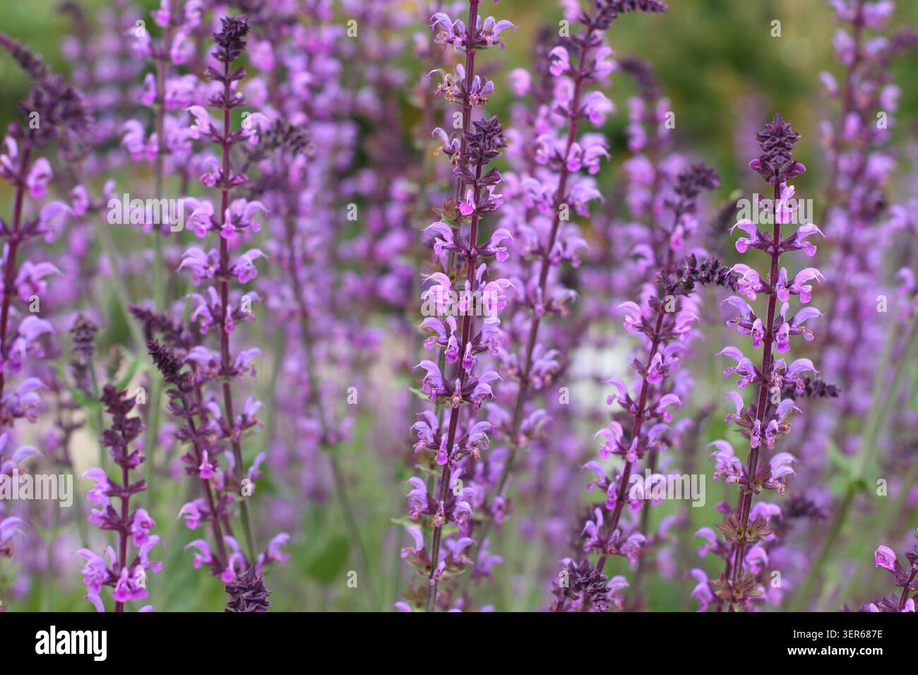 Salvia Seranade. Salvias. Épis floraux rose foncé de Salvia × sylvestris 'Serenade', sauge des bois à la fin du printemps. ROYAUME-UNI. Aussi appelé Salvia nemorosa Serenade Banque D'Images