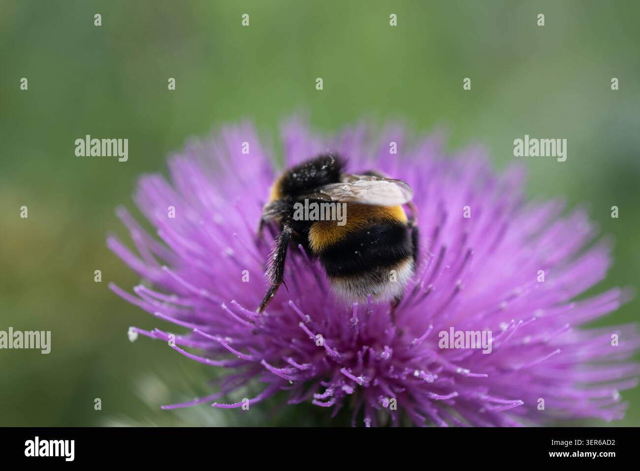 Bourdon ramassant le nectar sur une fleur de chardon, Cirsium vulgare en juin, Royaume-Uni Banque D'Images