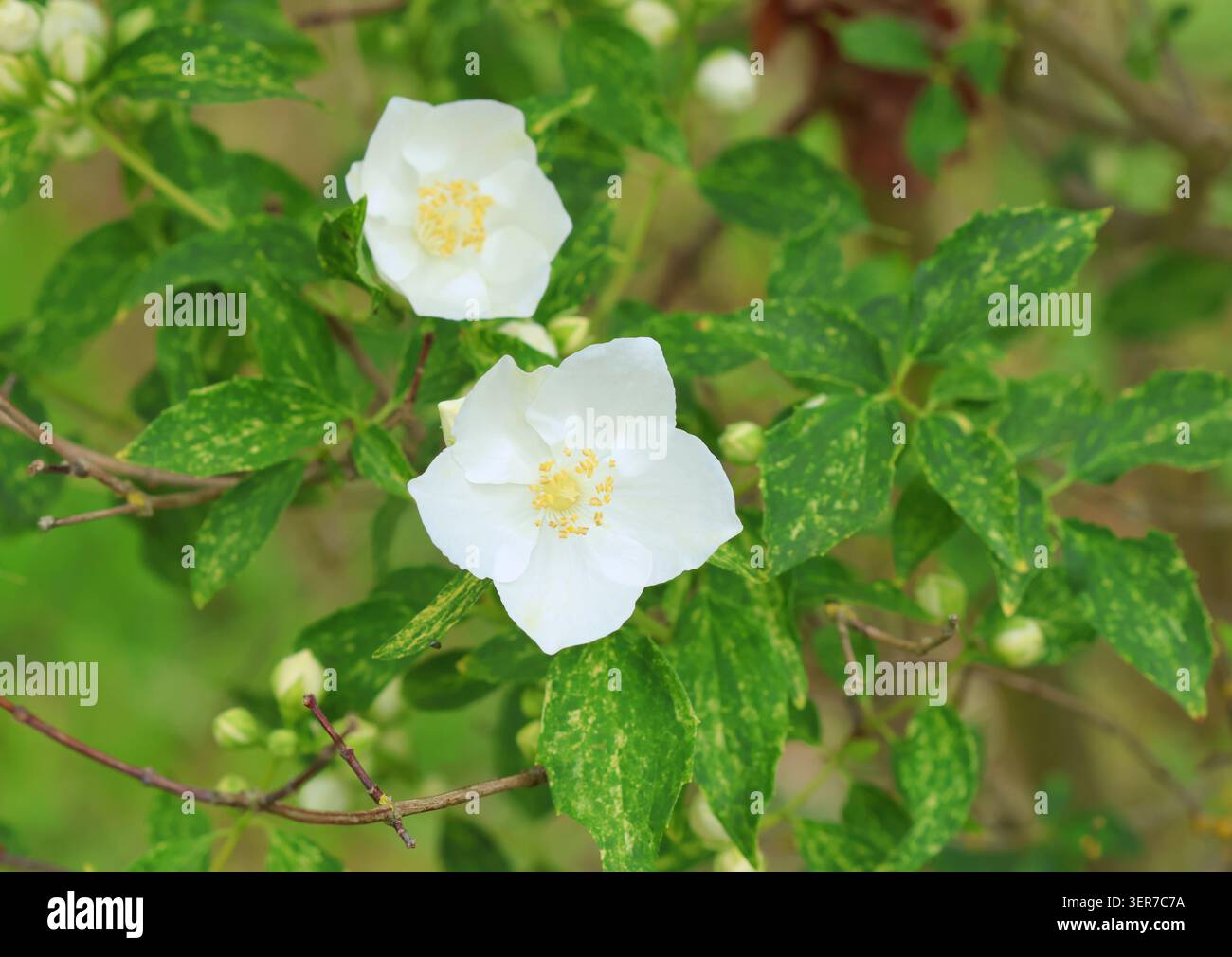 Un gros plan de Philadelphus « innocence » Banque D'Images